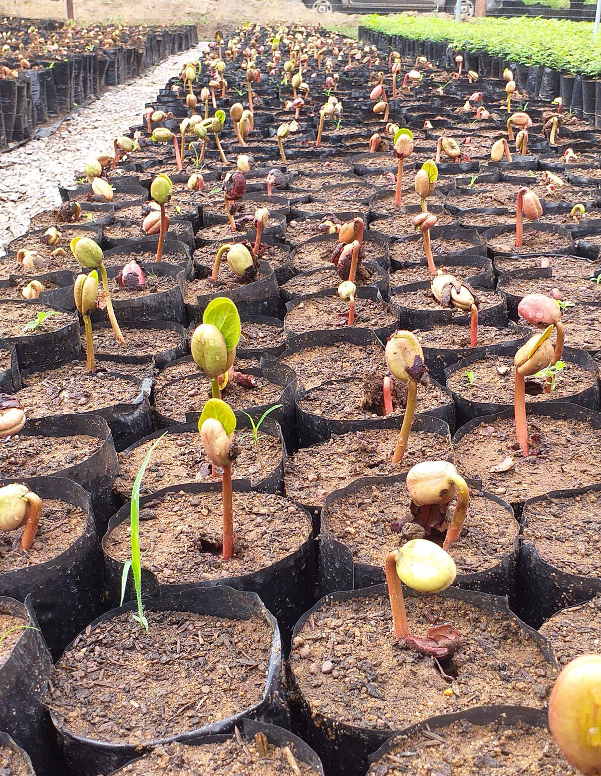 Conheça as ações para promoção da sustentabilidade realizadas pela VALEC na Fiol e na FNS